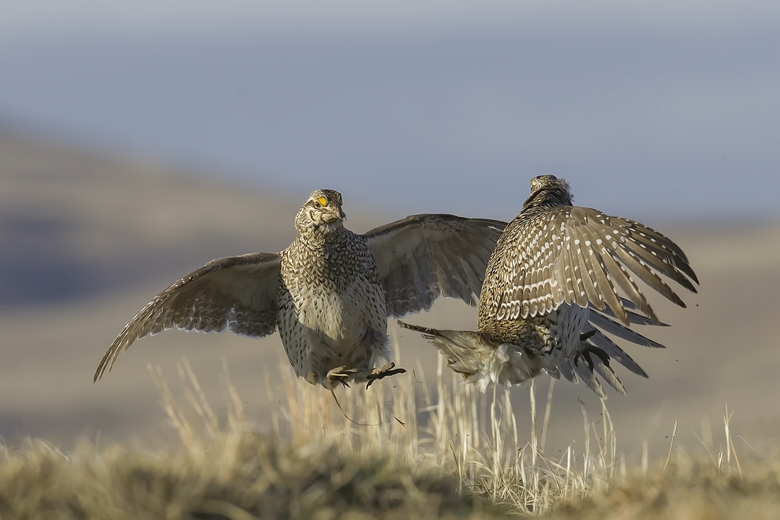 Sharp-Tailed Grouse (Male), Custer State Park, Near Custer, South Dakota