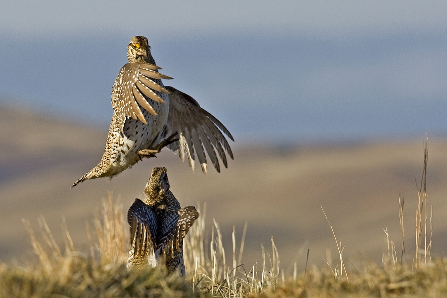 Sharp-Tailed Grouse (Male), Custer State Park, South Dakota