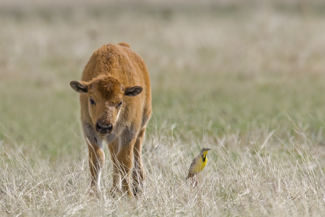 Plains Bison (Calf), Custer State Park, Near Custer, South Dakota