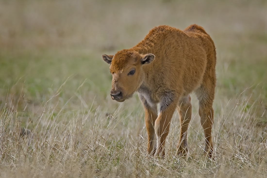 Plains Bison (Calf), Custer State Park, Near Custer, South Dakota