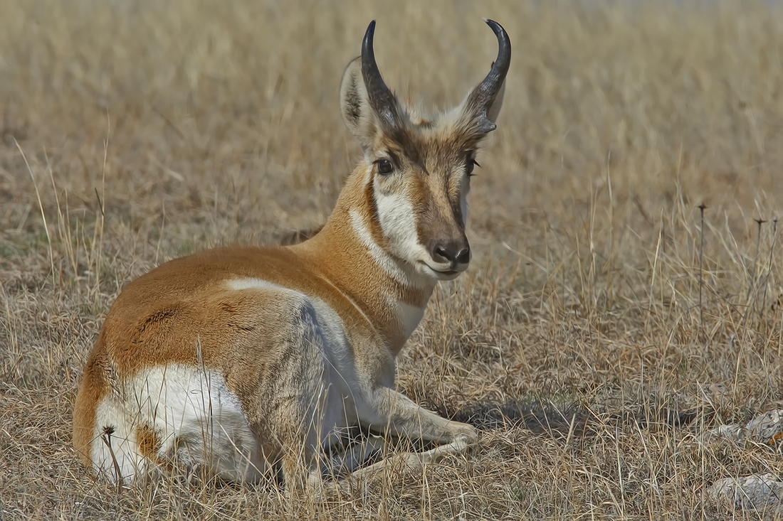 Pronghorn, Custer State Park, Near Custer, South Dakota