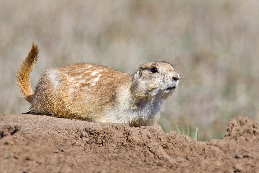 Black-Tailed Prairie Dog, Wind Cave National Park, Near Custer, South Dakota