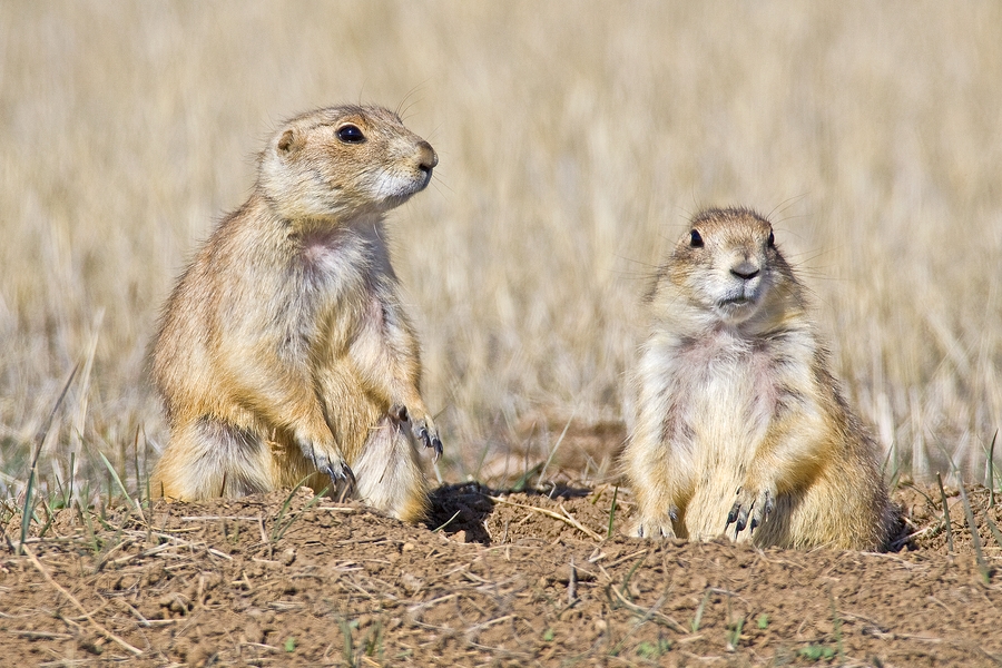 Black-Tailed Prairie Dog, Wind Cave National Park, Near Custer, South Dakota