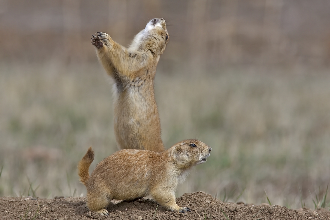 Black-Tailed Prairie Dog, Wind Cave National Park, Near Custer, South Dakota