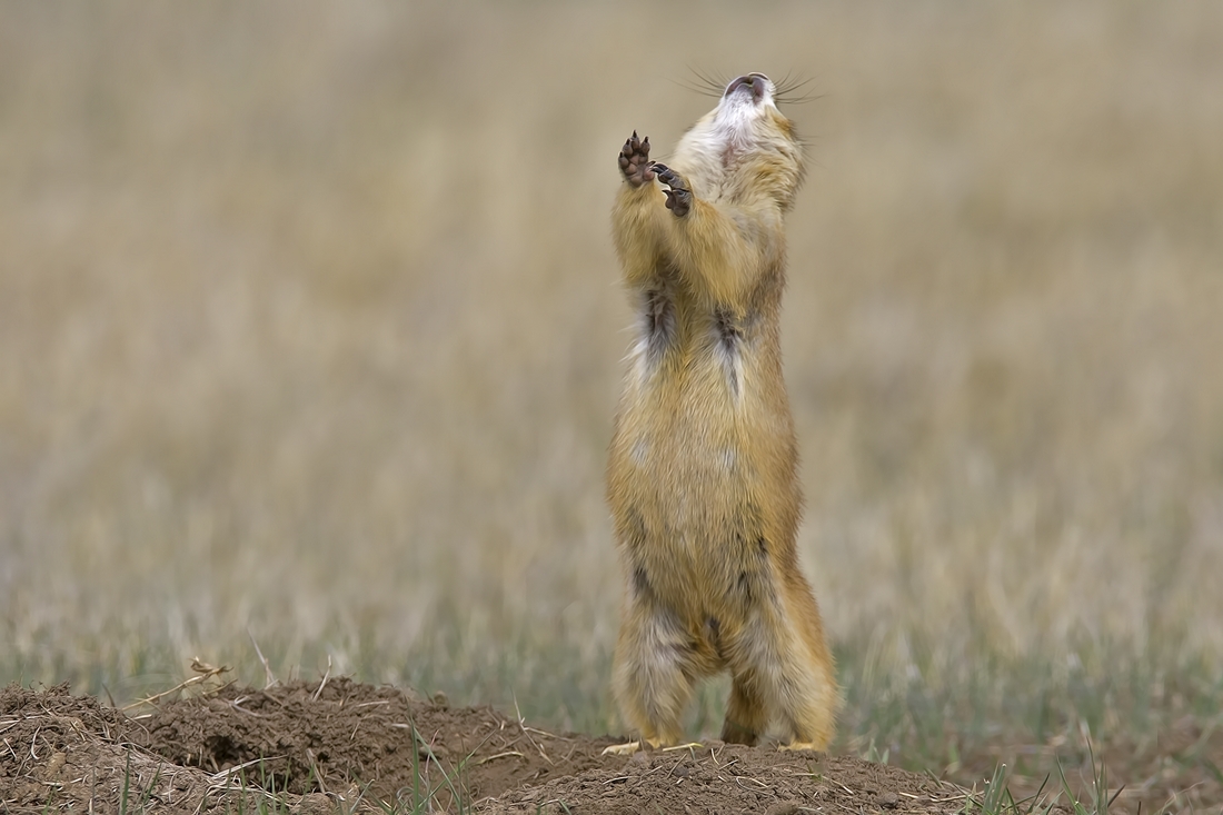 Black-Tailed Prairie Dog, Wind Cave National Park, Near Custer, South Dakota