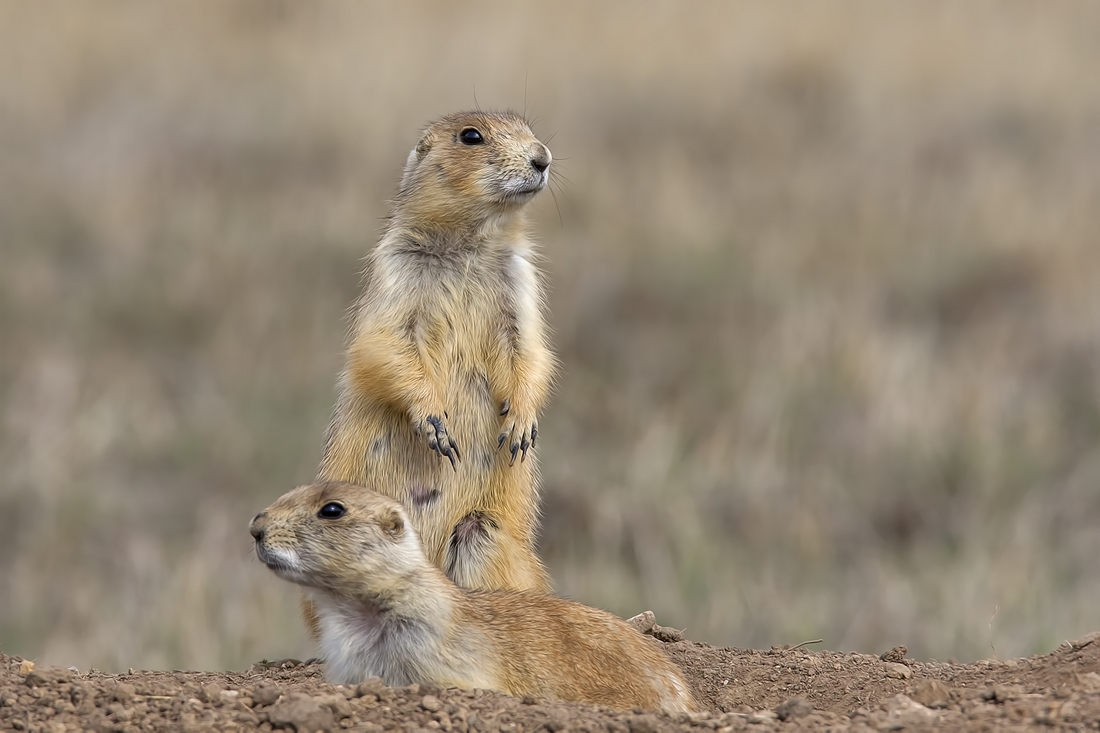 Black-Tailed Prairie Dog, Wind Cave National Park, Near Custer, South Dakota