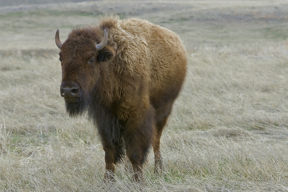 Plains Bison (Female), Wind Cave National Park, Near Custer, South Dakota