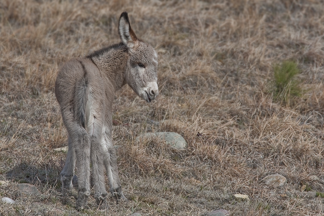 Feral Burro, Custer State Park, Near Custer, South Dakota