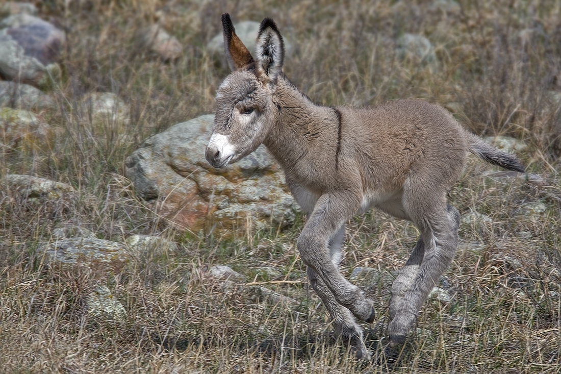 Feral Burro, Custer State Park, Near Custer, South Dakota