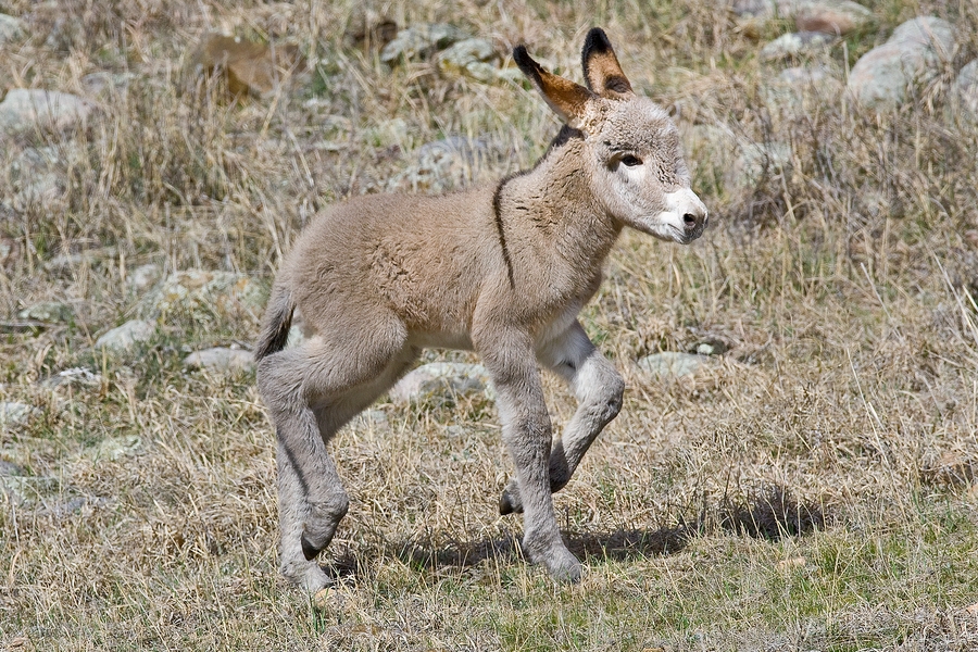 Feral Burro (Juvenile Female), Custer State Park, South Dakota