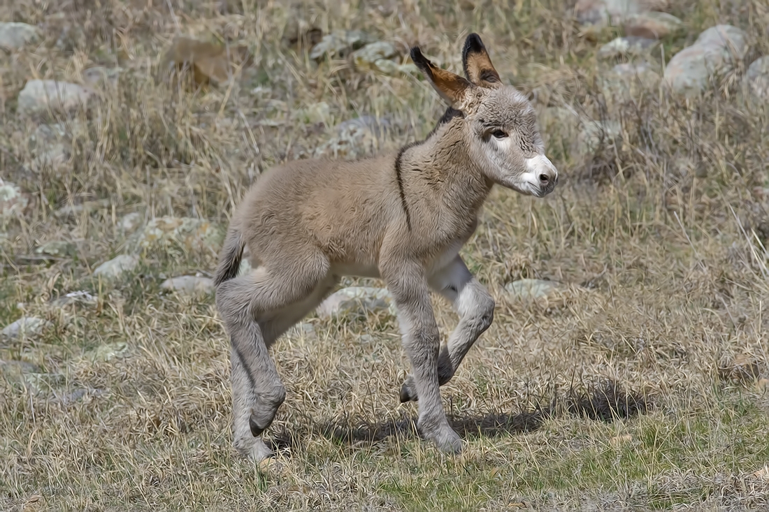 Feral Burro, Custer State Park, Near Custer, South Dakota