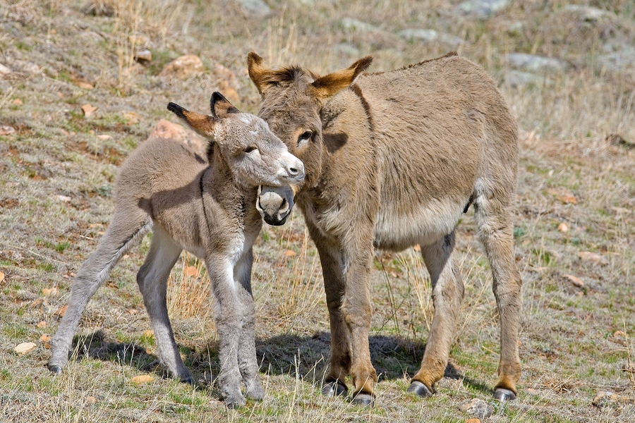 Feral Burro (Juvenile), Custer State Park, South Dakota