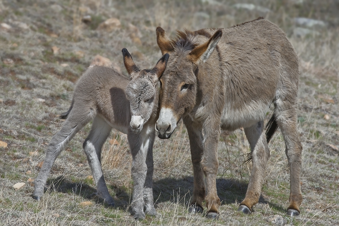 Feral Burro, Custer State Park, Near Custer, South Dakota