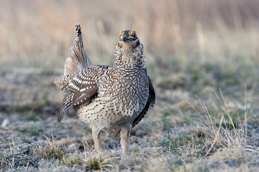 Sharp-Tailed Grouse (Male), Custer State Park, South Dakota