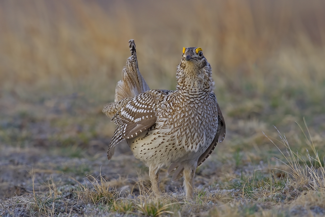 Sharp-Tailed Grouse (Male), Custer State Park, Near Custer, South Dakota