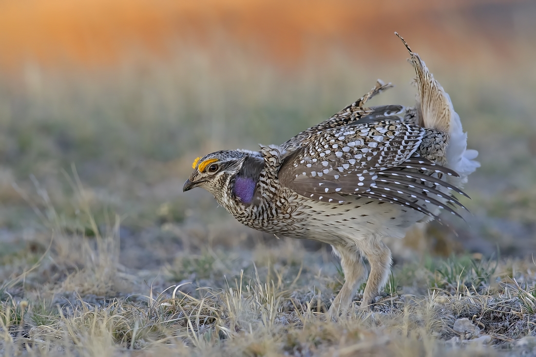 Sharp-Tailed Grouse (Male), Custer State Park, Near Custer, South Dakota