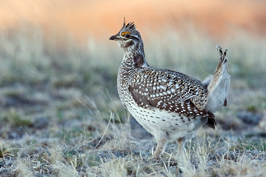 Sharp-Tailed Grouse (Male), Custer State Park, South Dakota