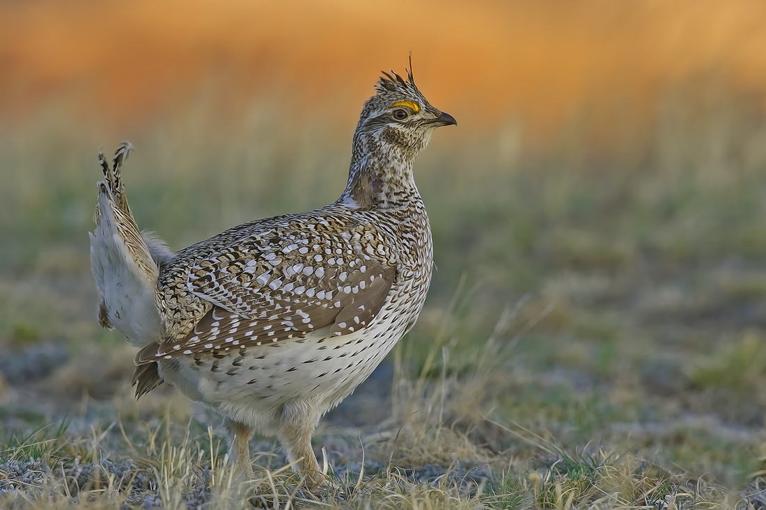 Sharp-Tailed Grouse (Male), Custer State Park, Near Custer, South Dakota