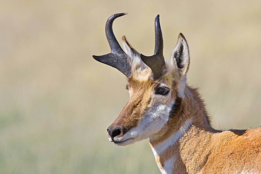 Pronghorn (Male), Custer State Park, South Dakota