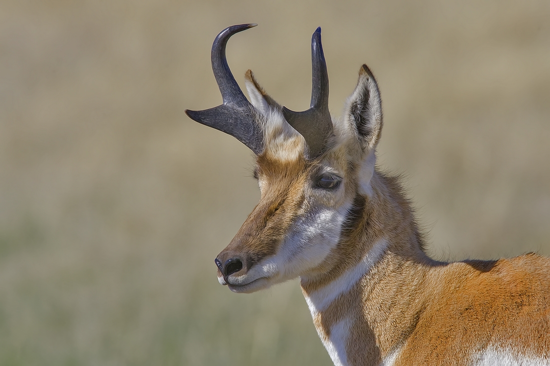 Pronghorn (Male), Custer State Park, Near Custer, South Dakota