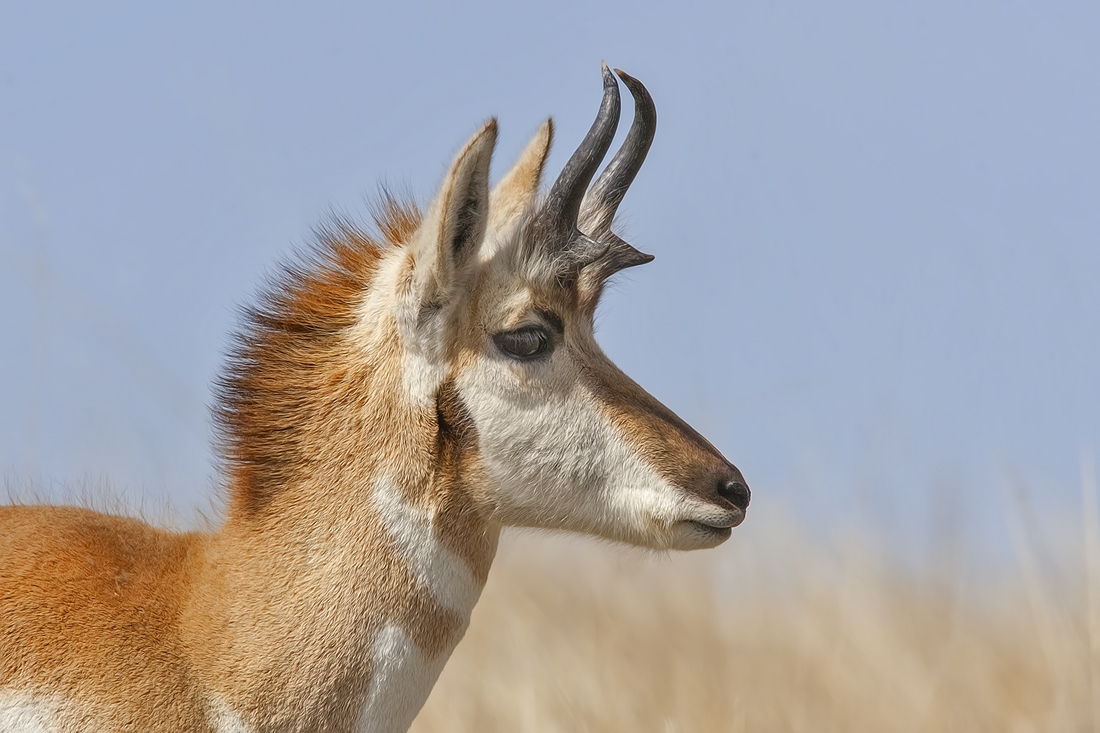 Pronghorn (Male), Custer State Park, Near Custer, South Dakota