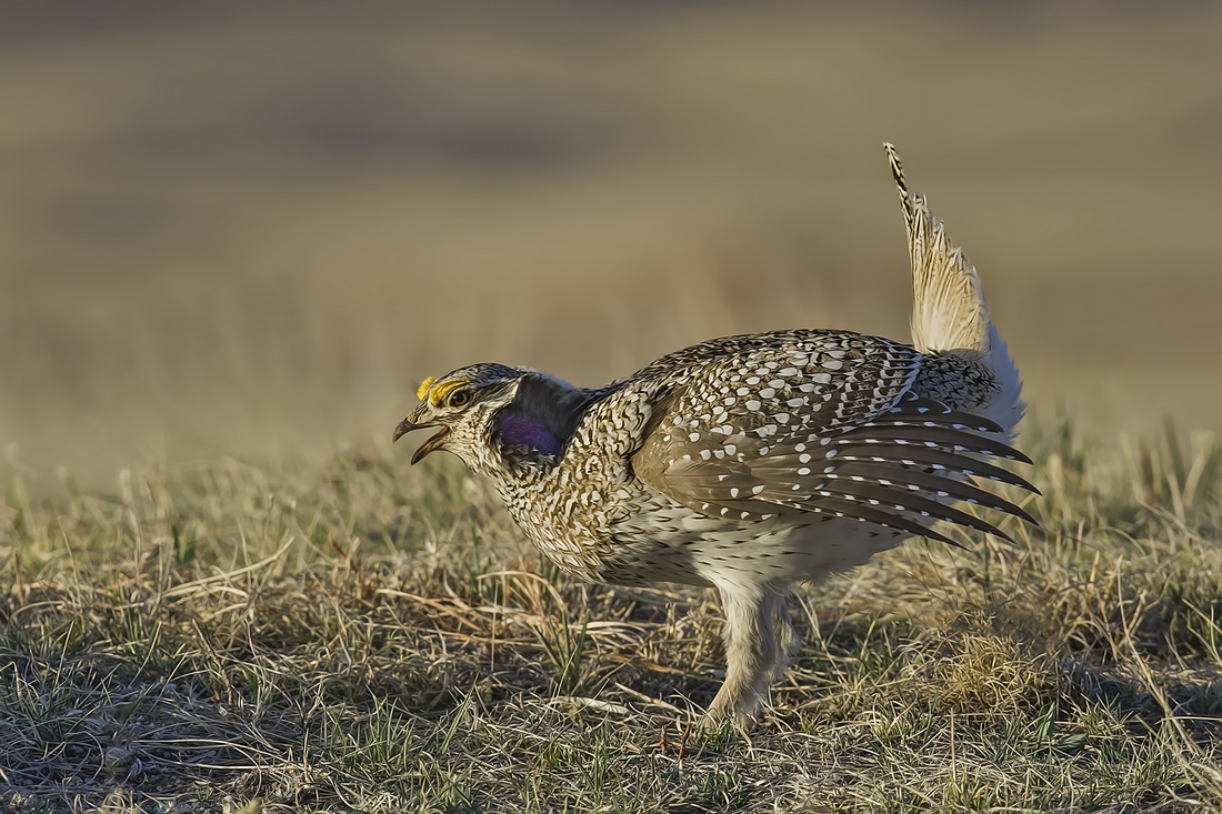 Sharp-Tailed Grouse (Male), Custer State Park, Near Custer, South Dakota