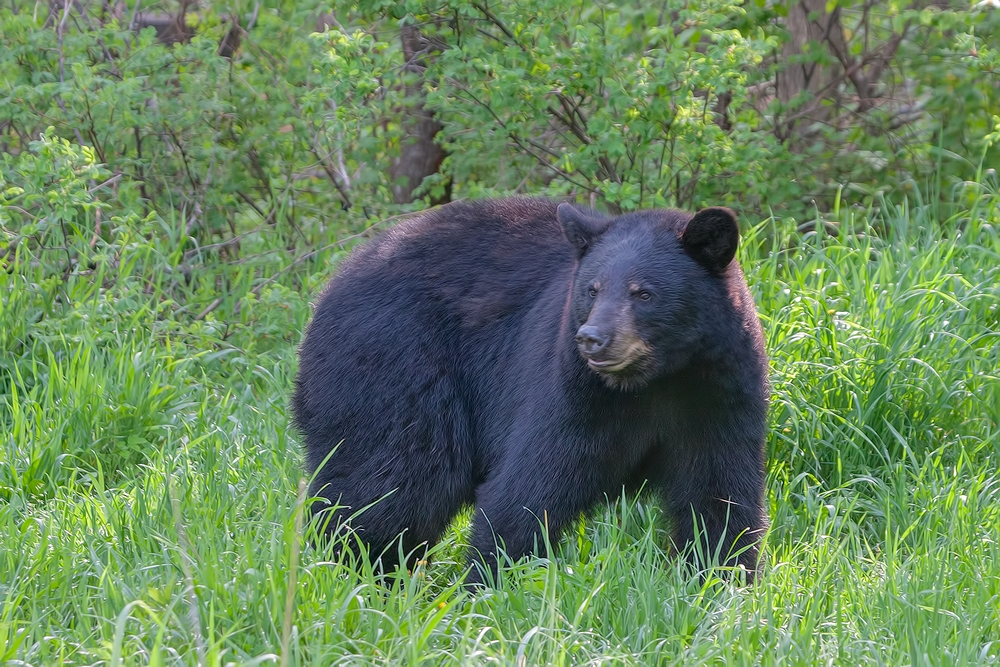 Black Bear, Shute Wildlife Sanctuary, Near Orr, Minnesota