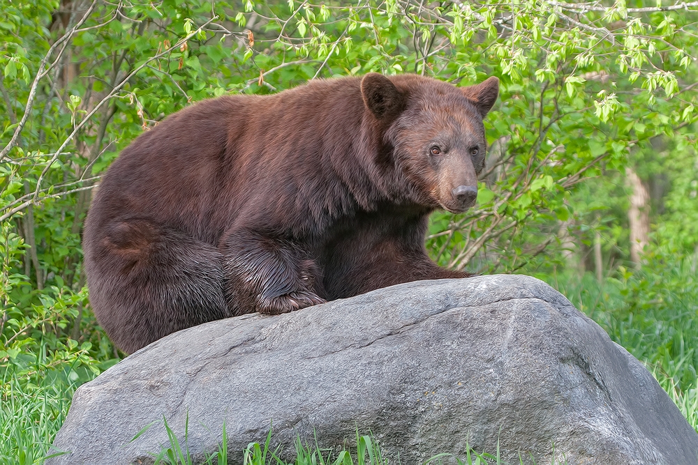 Black Bear, Shute Wildlife Sanctuary, Near Orr, Minnesota