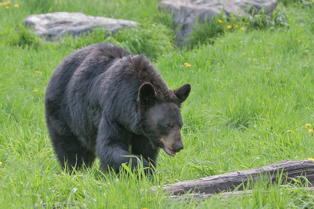 Black Bear, Shute Wildlife Sanctuary, Near Orr, Minnesota