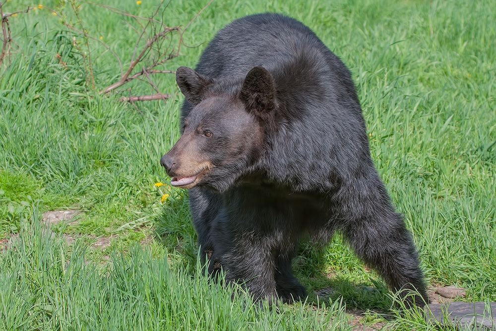 Black Bear, Shute Wildlife Sanctuary, Near Orr, Minnesota