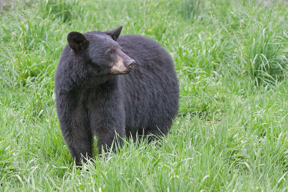 Black Bear, Shute Wildlife Sanctuary, Near Orr, Minnesota