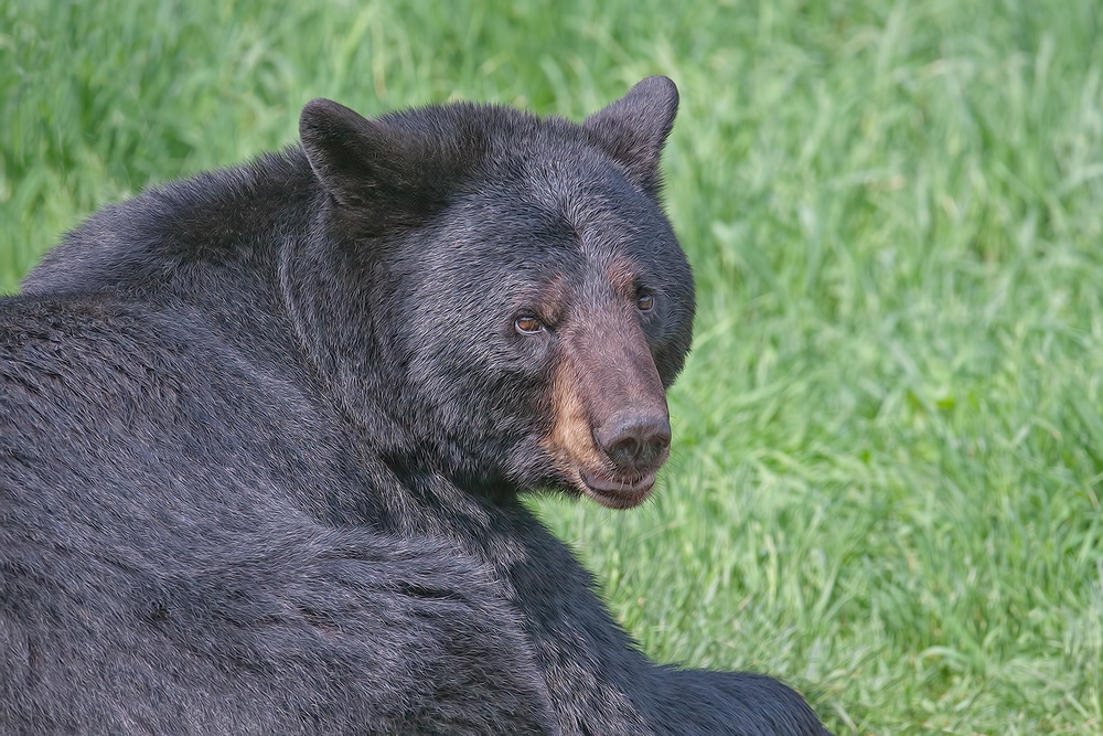 Black Bear, Shute Wildlife Sanctuary, Near Orr, Minnesota