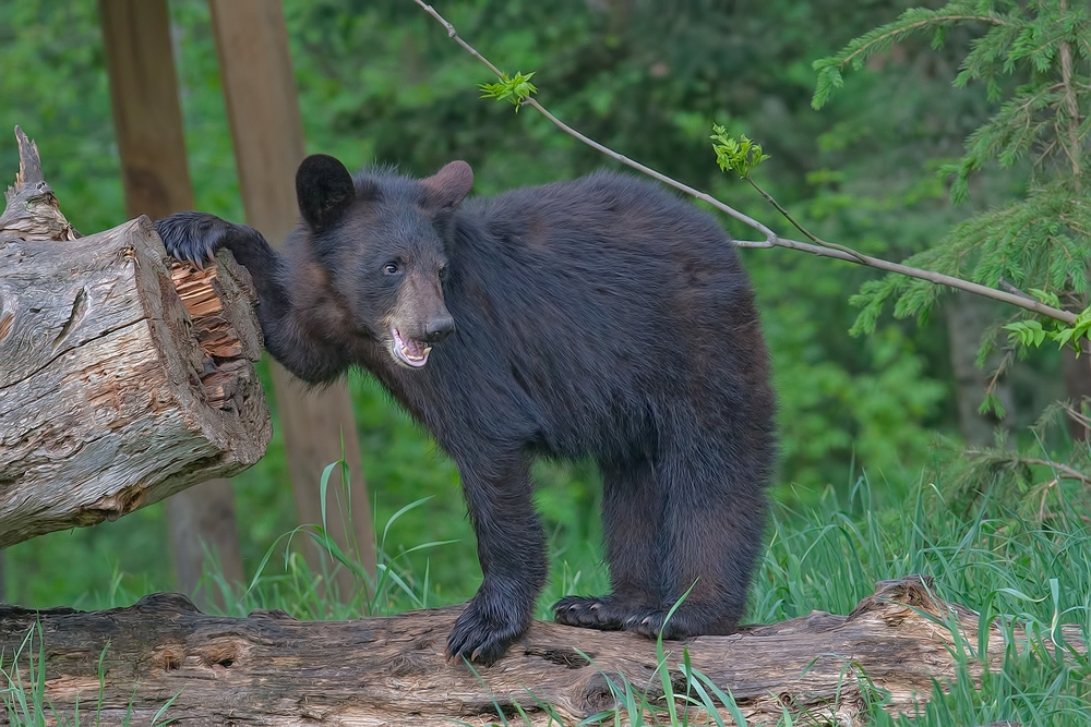 Black Bear, Shute Wildlife Sanctuary, Near Orr, Minnesota