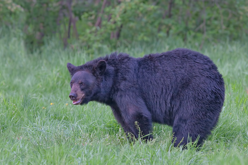 Black Bear, Shute Wildlife Sanctuary, Near Orr, Minnesota