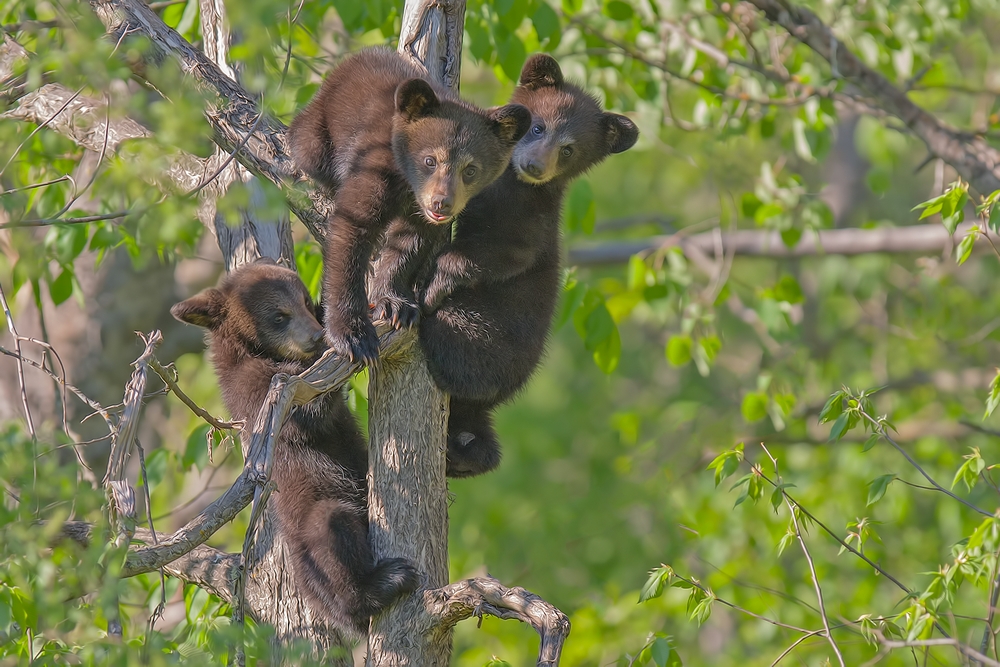 Black Bear (Cubs), Shute Wildlife Sanctuary, Near Orr, Minnesota