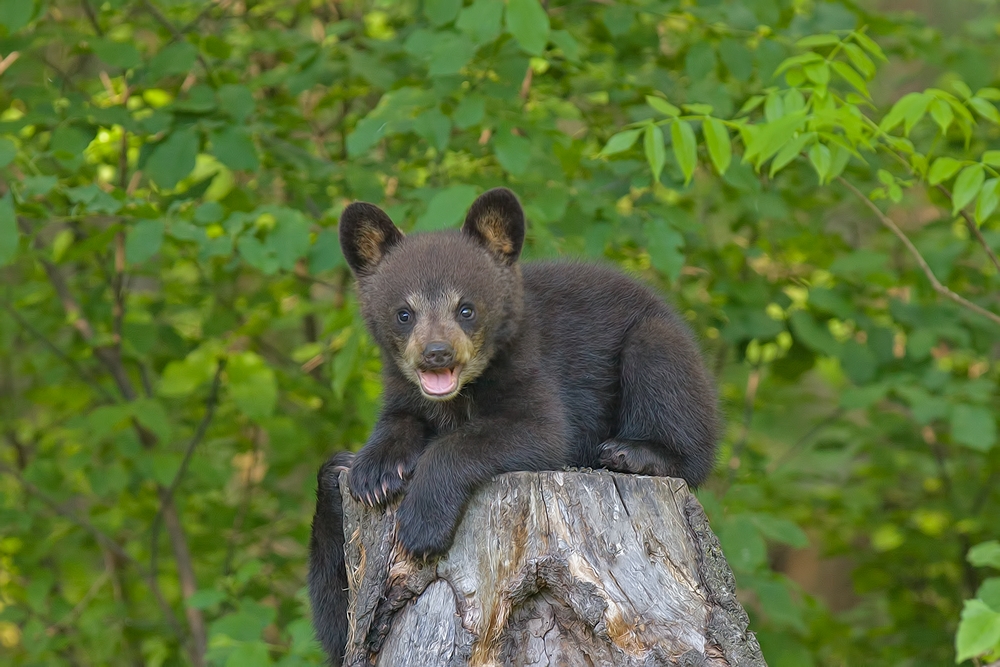 Black Bear (Cub), Shute Wildlife Sanctuary, Near Orr, Minnesota