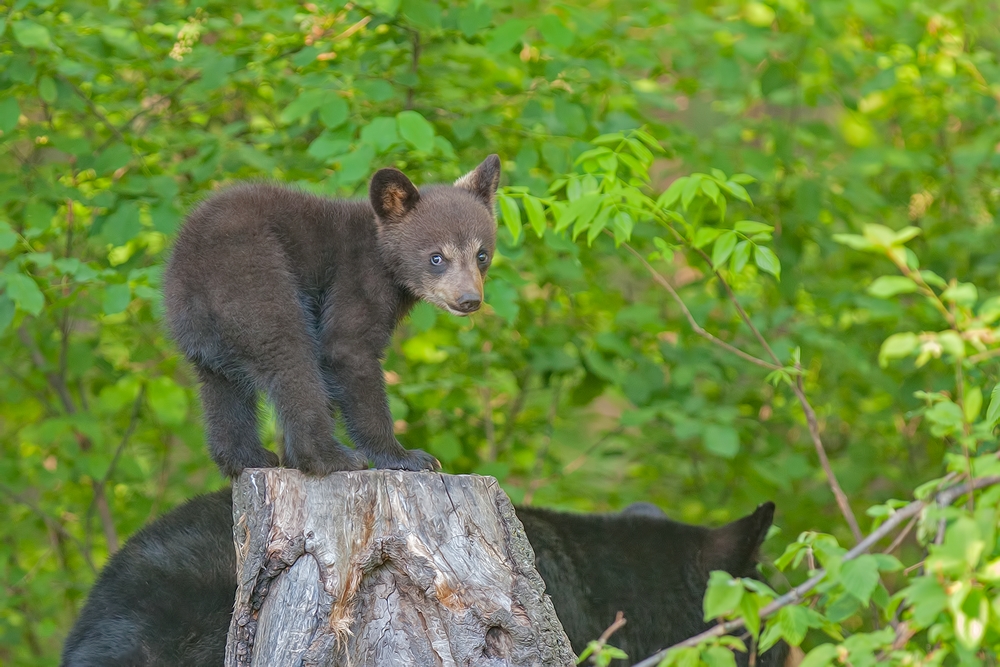 Black Bear (Cub), Shute Wildlife Sanctuary, Near Orr, Minnesota