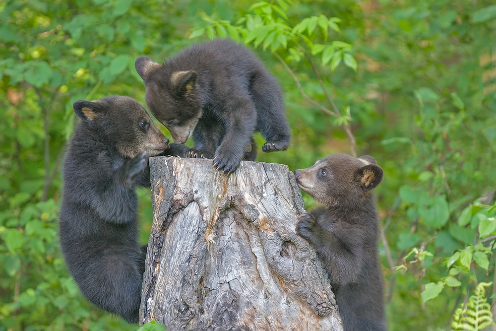 Black Bear (Cubs), Shute Wildlife Sanctuary, Near Orr, Minnesota