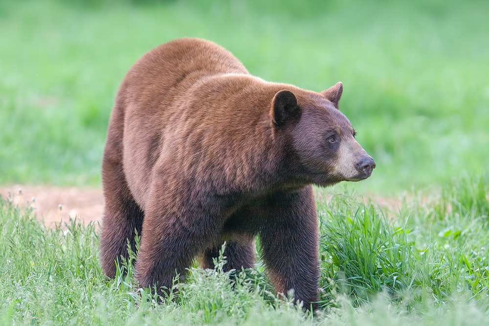 Black Bear, Shute Wildlife Sanctuary, Near Orr, Minnesota