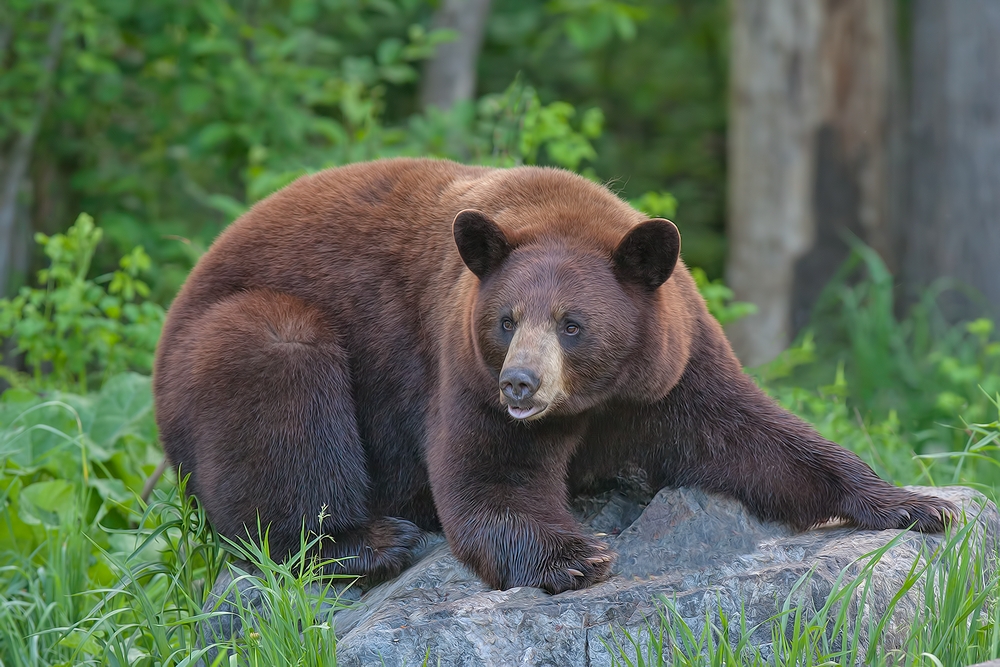 Black Bear, Shute Wildlife Sanctuary, Near Orr, Minnesota