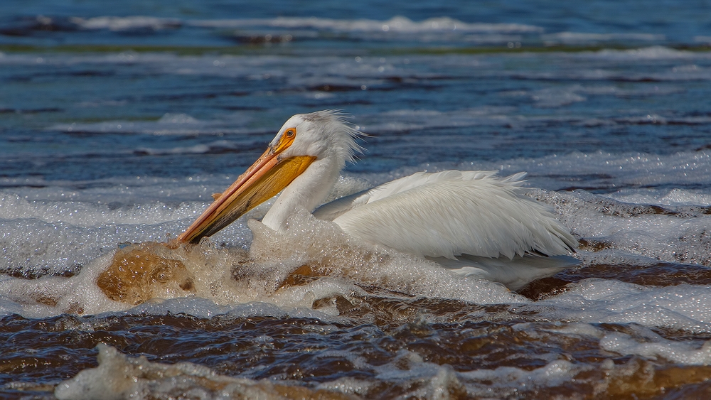 American White Pelican, Rapid River, Near Baudette, Minnesota