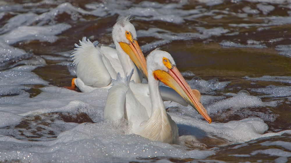 American White Pelican, Rapid River, Near Baudette, Minnesota