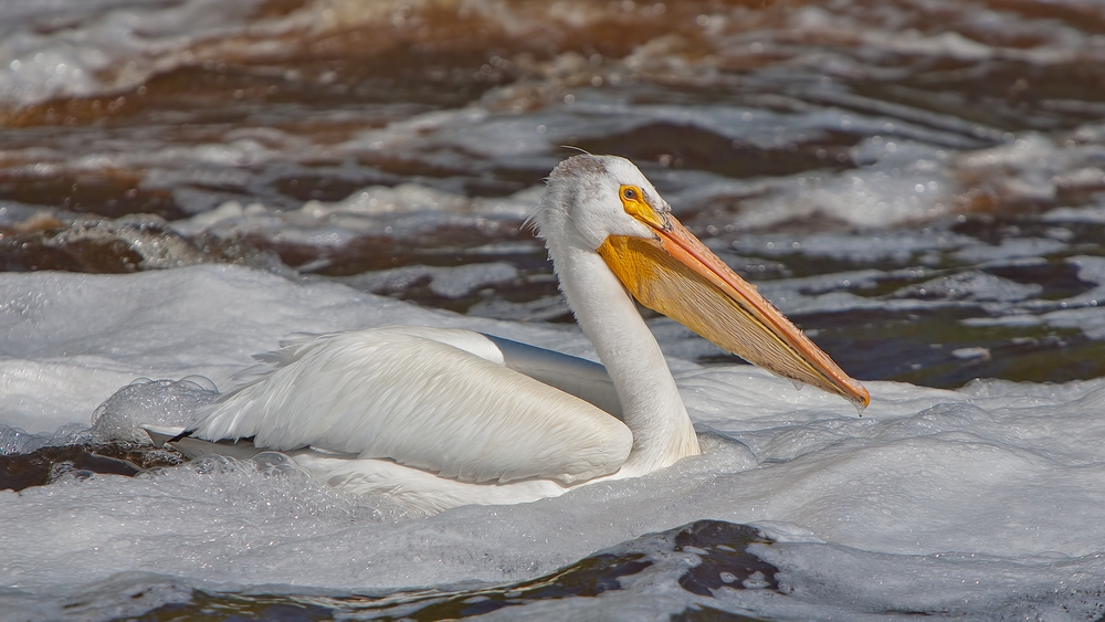 American White Pelican, Rapid River, Near Baudette, Minnesota