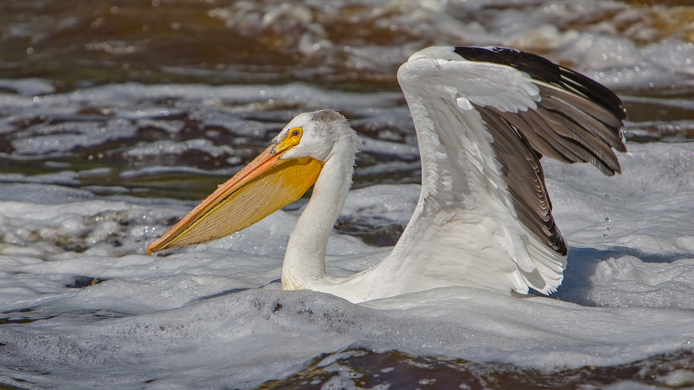 American White Pelican, Rapid River, Near Baudette, Minnesota