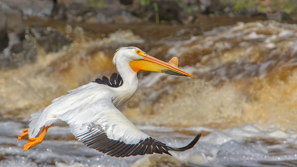 American White Pelican, Rapid River, Near Baudette, Minnesota