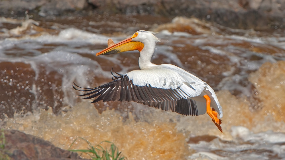 American White Pelican, Rapid River, Near Baudette, Minnesota