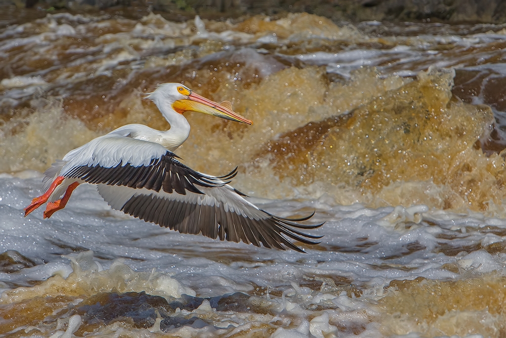 American White Pelican, Rapid River, Near Baudette, Minnesota