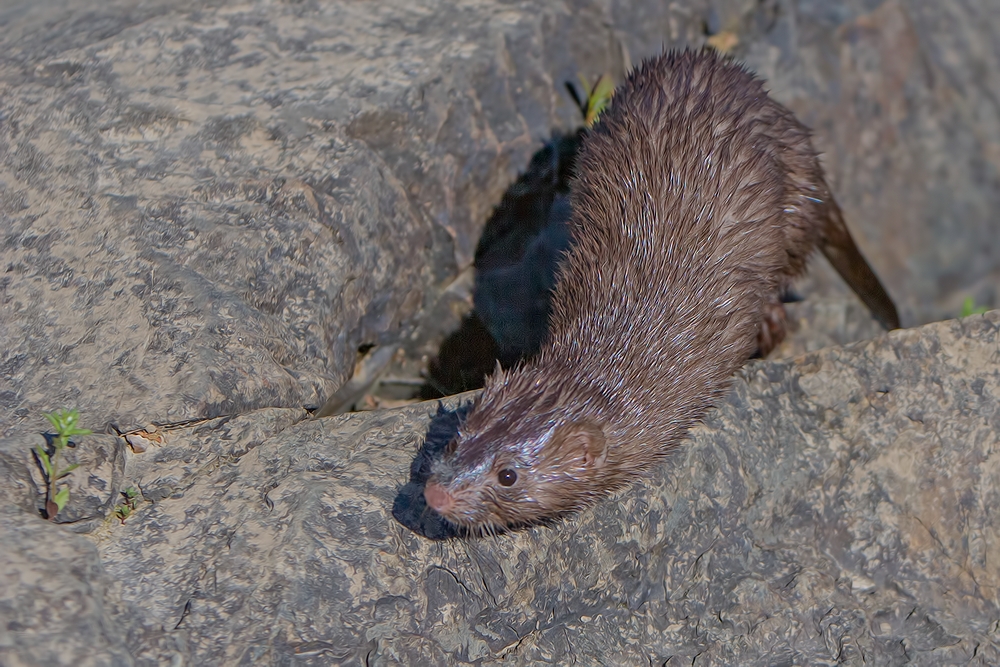 Mink, Rapid River, Near Baudette, Minnesota