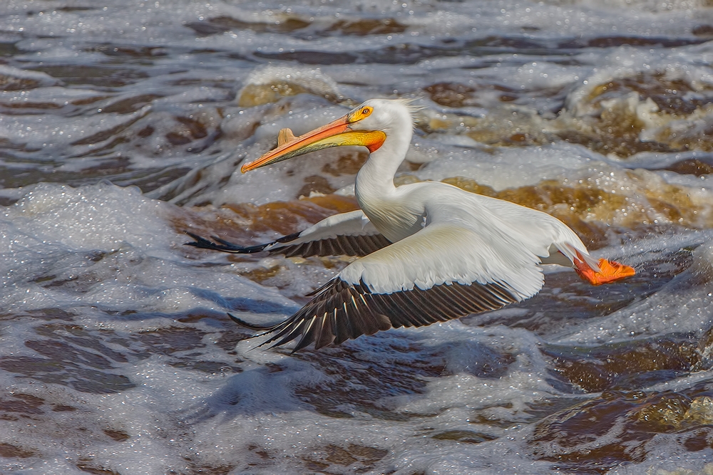 American White Pelican, Rapid River, Near Baudette, Minnesota