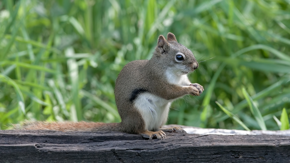 Red (Pine) Squirrel, Shute Wildlife Sanctuary, Near Orr, Minnesota